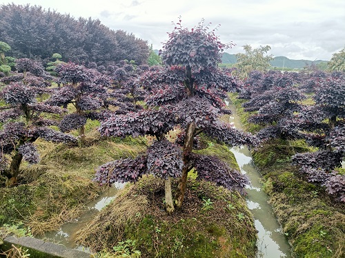 紅花繼木樁